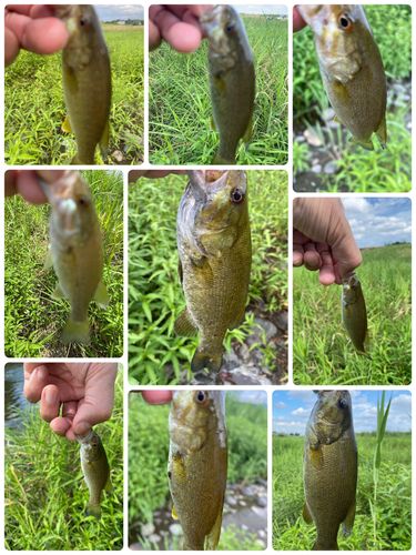 スモールマウスバスの釣果