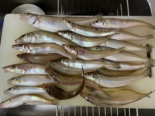キスの釣果