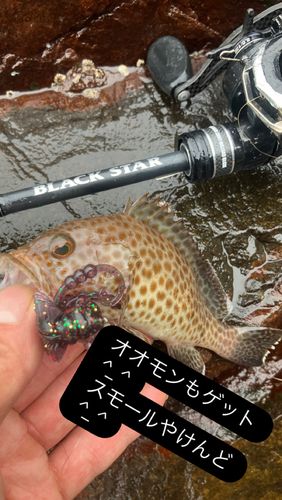 オオモンハタの釣果