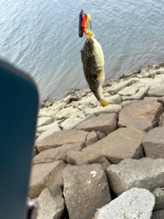 クサフグの釣果