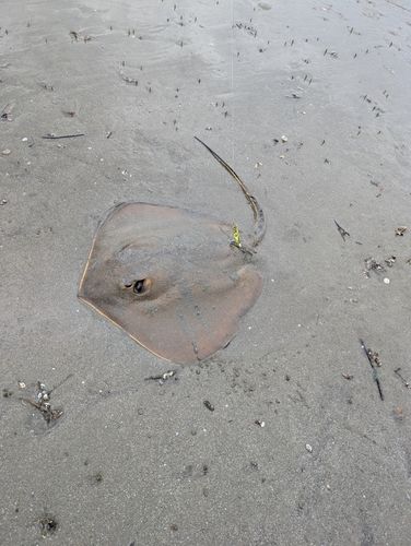 アカエイの釣果