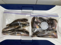 マハゼの釣果