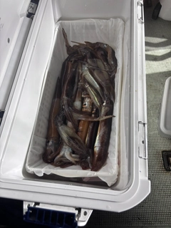 スルメイカの釣果