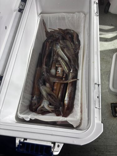 スルメイカの釣果
