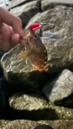 カサゴの釣果