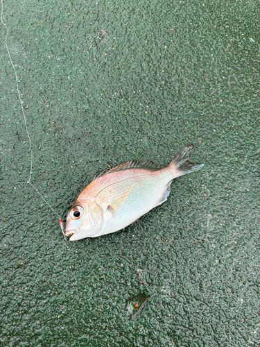 サンバソウの釣果
