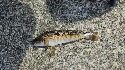 アイナメの釣果