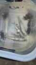 ウルメイワシの釣果