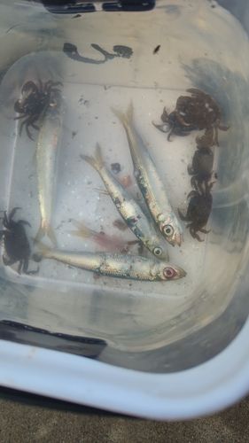 ウルメイワシの釣果