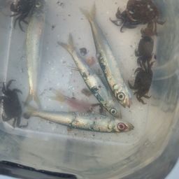 ウルメイワシ