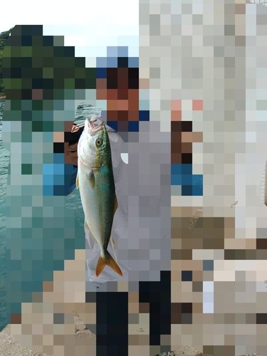 ワカシの釣果