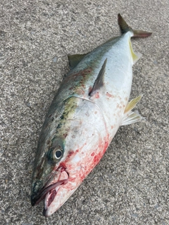 ブリの釣果