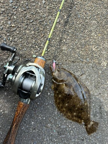 ソゲの釣果