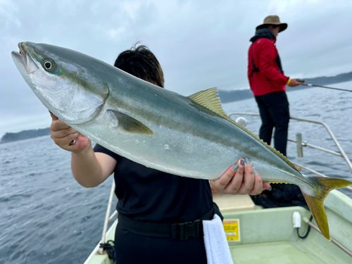 ワラサの釣果