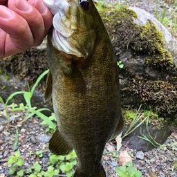 スモールマウスバス