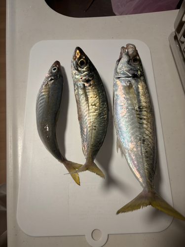 マルアジの釣果