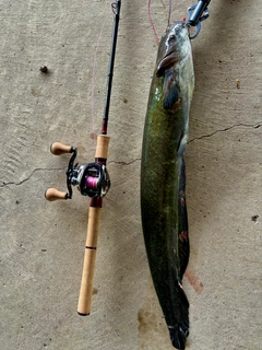 マナマズの釣果