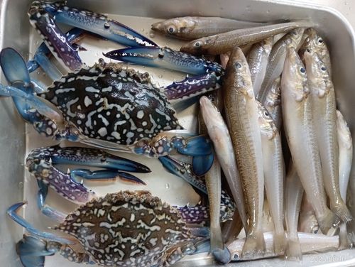シロギスの釣果