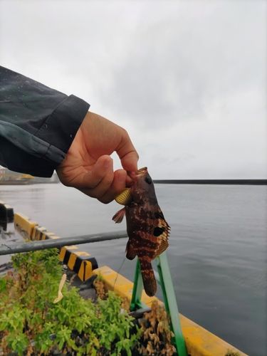 キジハタの釣果