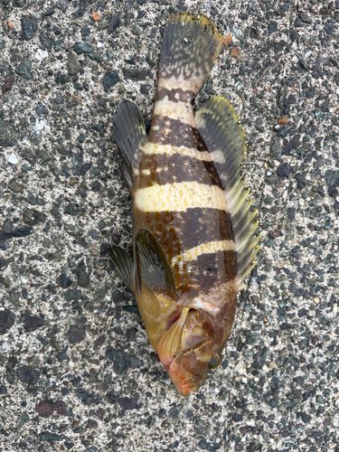 アオハタの釣果