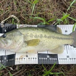 スモールマウスバス