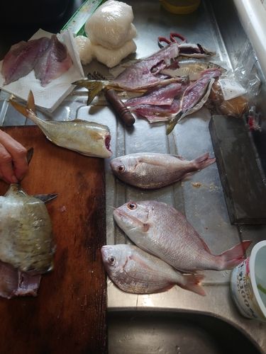 マダイの釣果