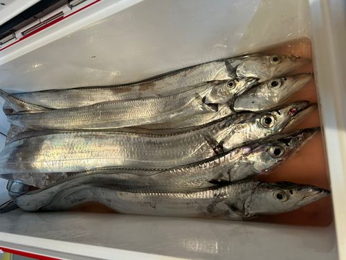 タチウオの釣果