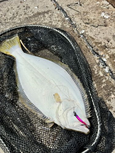 ヒラメの釣果