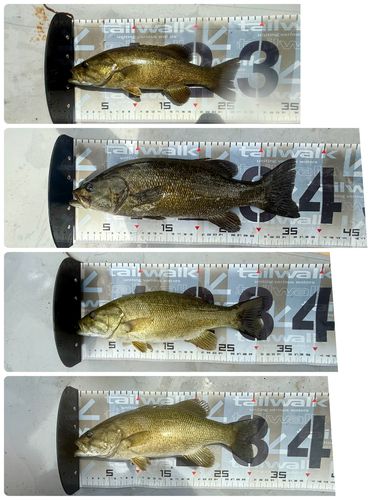 スモールマウスバスの釣果