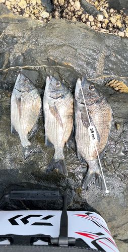 チヌの釣果