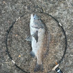 クロダイ