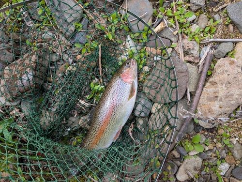 ニジマスの釣果