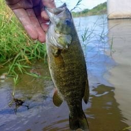 スモールマウスバス