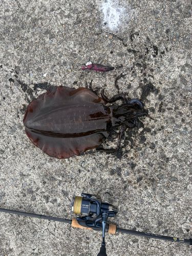 アオリイカの釣果