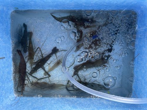 テナガエビの釣果