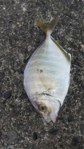 カイワリの釣果
