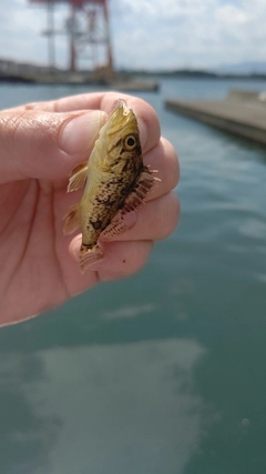 ソイの釣果