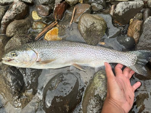 ニジマスの釣果