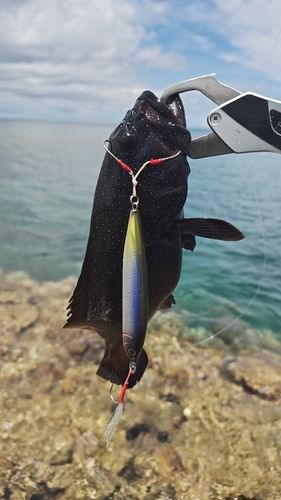 アオノメハタの釣果