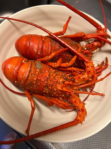 イセエビの釣果