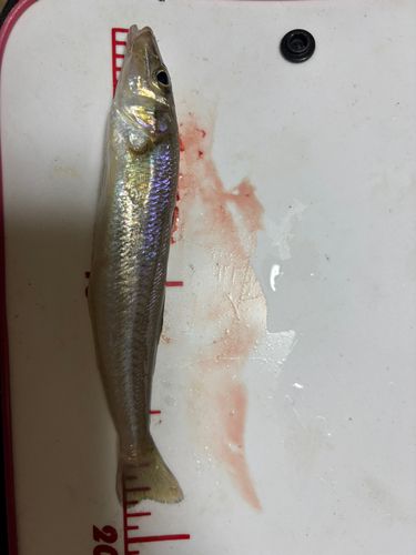 キスの釣果