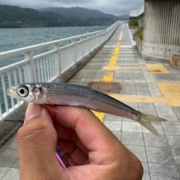 ウルメイワシ