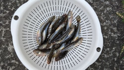 マハゼの釣果