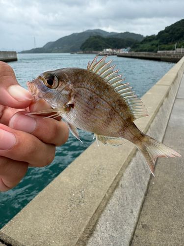 チャリコの釣果