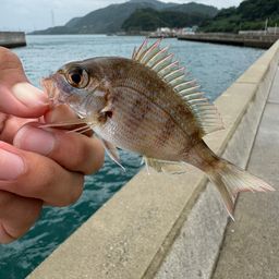 チャリコ