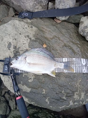 キビレの釣果