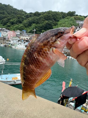 ホシササノハベラの釣果