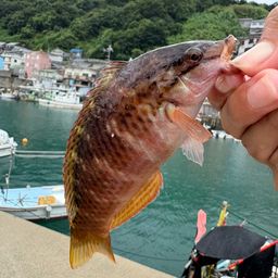 ホシササノハベラ