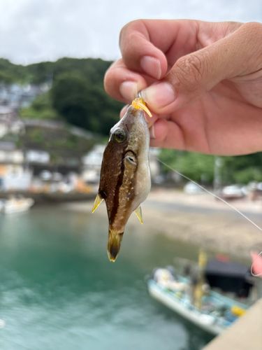 キタマクラの釣果