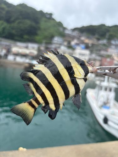 サンバソウの釣果